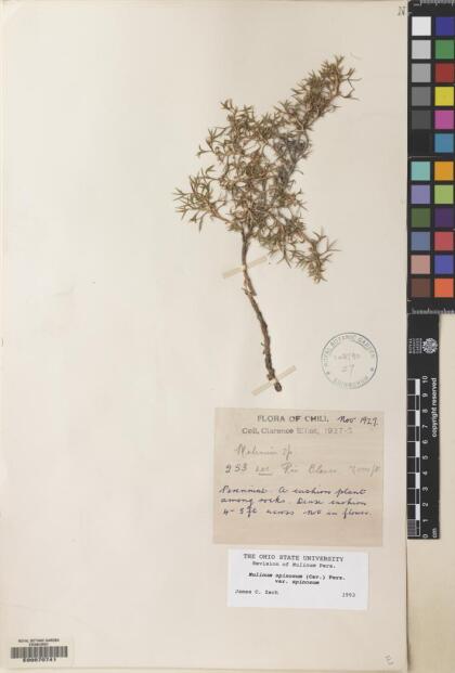 Azorella prolifera [Espécimen: ]