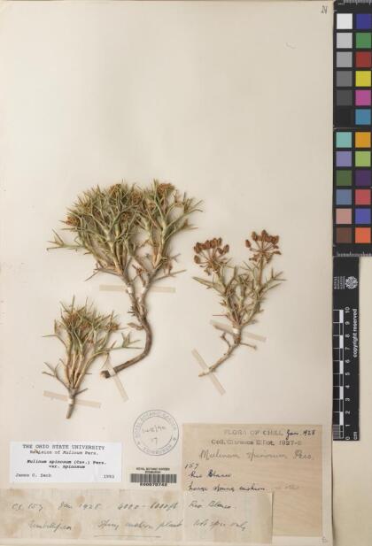 Azorella prolifera [Espécimen: ]