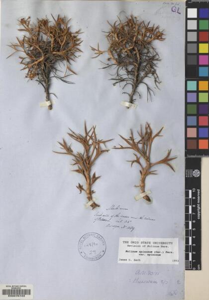 Azorella prolifera [Espécimen: ]