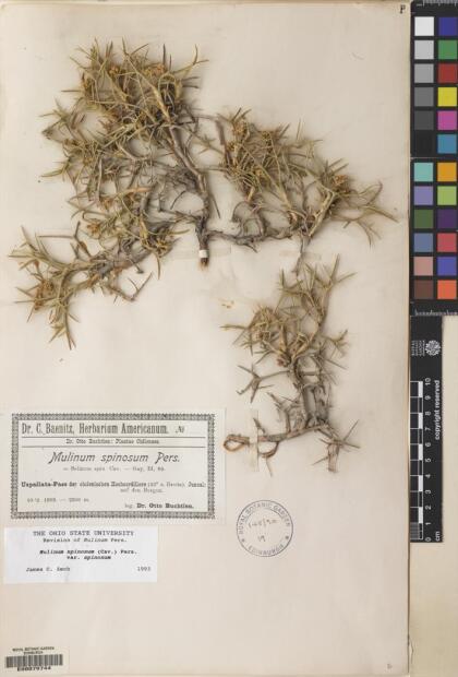 Azorella prolifera [Espécimen: ]