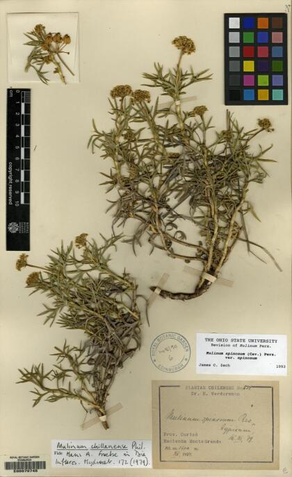 Azorella prolifera [Espécimen: ]