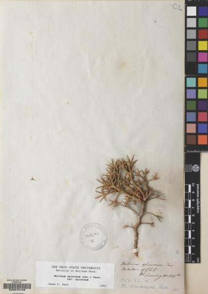 Azorella prolifera [Espécimen: ]