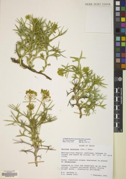 Azorella prolifera [Espécimen: ]
