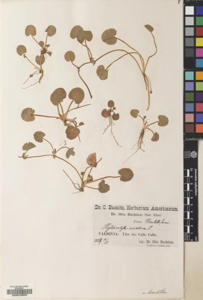 Centella asiatica [Espécimen: ]