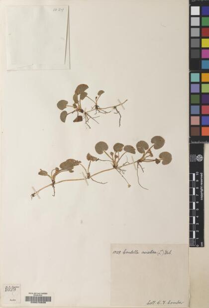 Centella asiatica [Espécimen: ]
