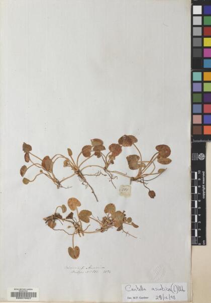 Centella asiatica [Espécimen: ]