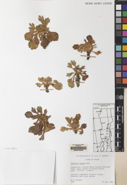 Azorella diversifolia [Espécimen: ]