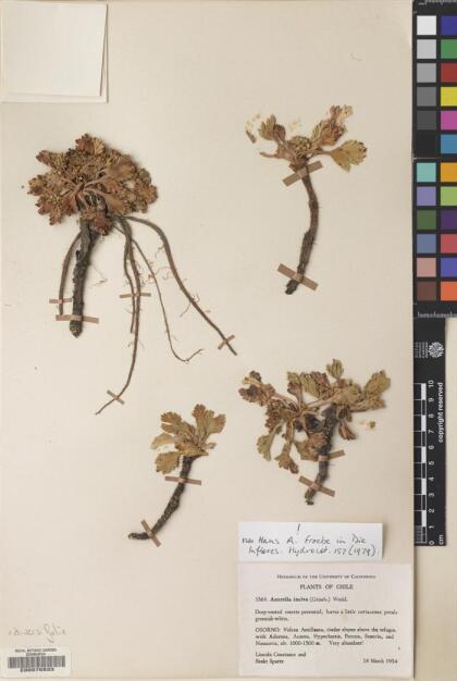 Azorella diversifolia [Espécimen: ]