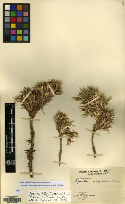 Azorella cryptantha [Espécimen: ]