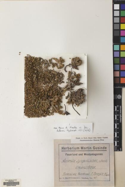 Azorella lycopodioides [Espécimen: ]