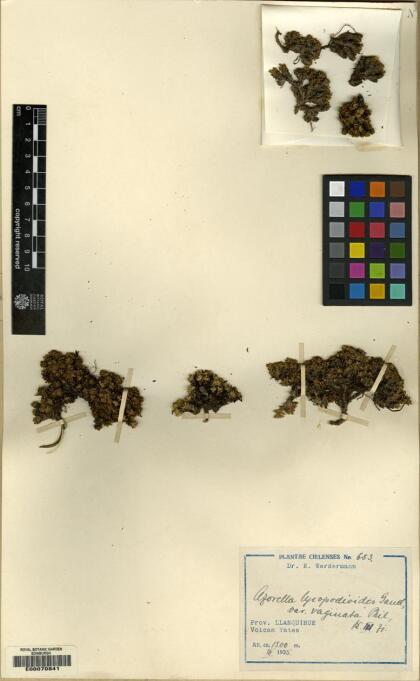 Azorella lycopodioides [Espécimen: ]