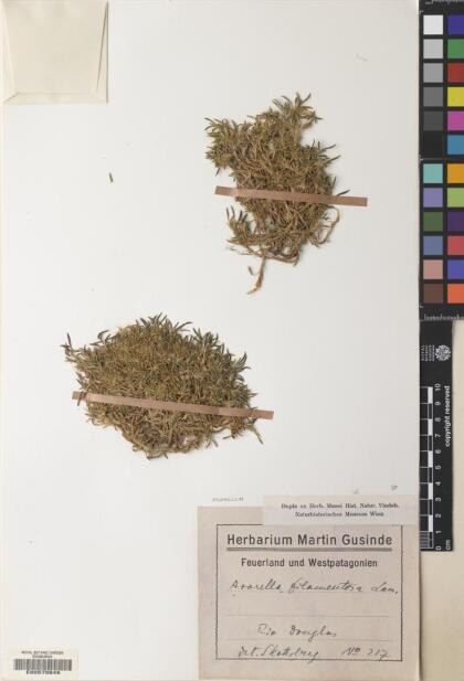 Azorella filamentosa [Espécimen: ]