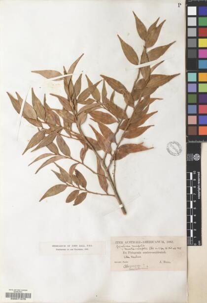 Griselinia ruscifolia [Espécimen: ]