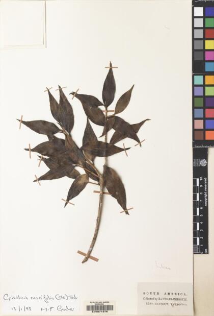 Griselinia ruscifolia [Espécimen: ]