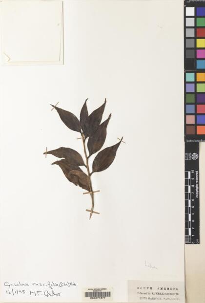 Griselinia ruscifolia [Espécimen: ]