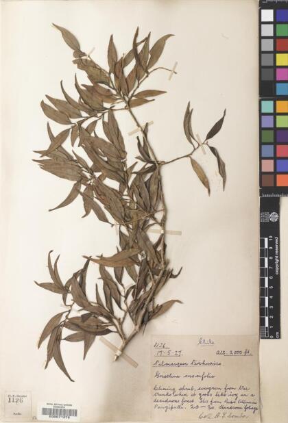 Griselinia ruscifolia [Espécimen: ]