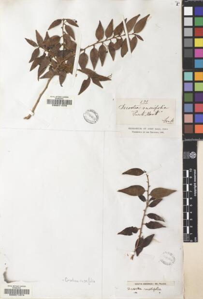 Griselinia ruscifolia [Espécimen: ]