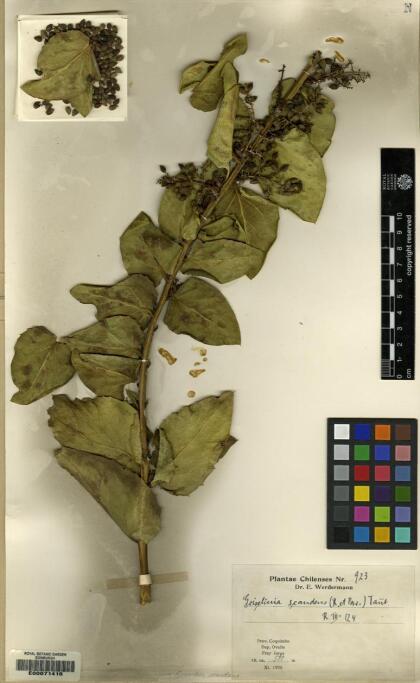 Griselinia scandens [Espécimen: ]
