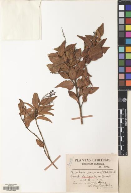 Griselinia racemosa [Espécimen: ]