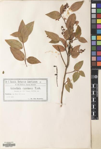 Griselinia racemosa [Espécimen: ]