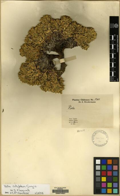Viola cotyledon [Espécimen: ]