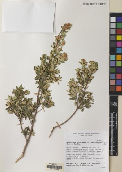 Myrceugenia ovata var. nannophylla [Espécimen: ]