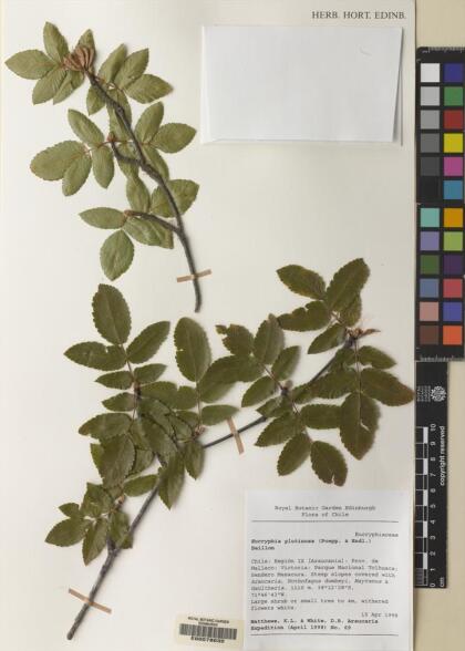 Eucryphia glutinosa [Espécimen: ]