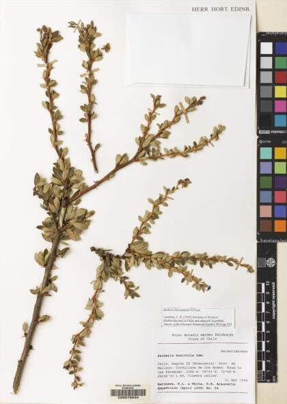 Berberis microphylla [Espécimen: ]