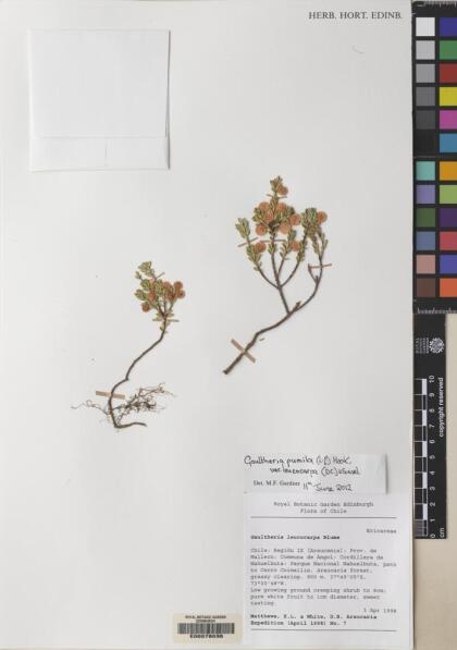Gaultheria pumila [Espécimen: ]