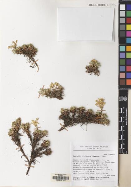 Azorella trifurcata [Espécimen: ]