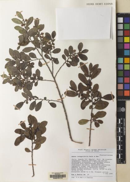 Azara integrifolia [Espécimen: ]