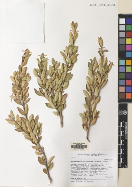 Myrceugenia chrysocarpa [Espécimen: ]