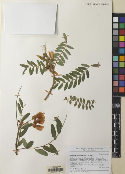 Sophora macrocarpa [Espécimen: ]