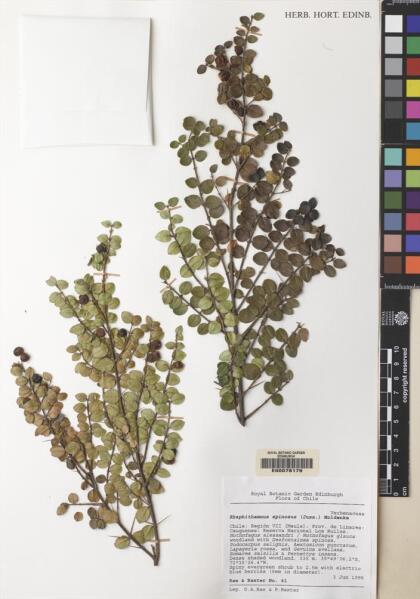 Rhaphithamnus spinosus [Espécimen: ]