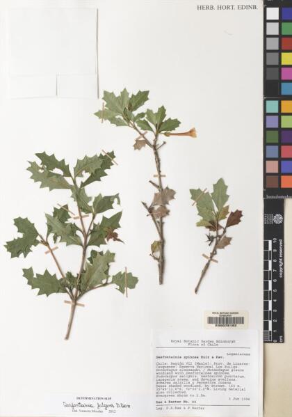 Desfontainia fulgens [Espécimen: ]