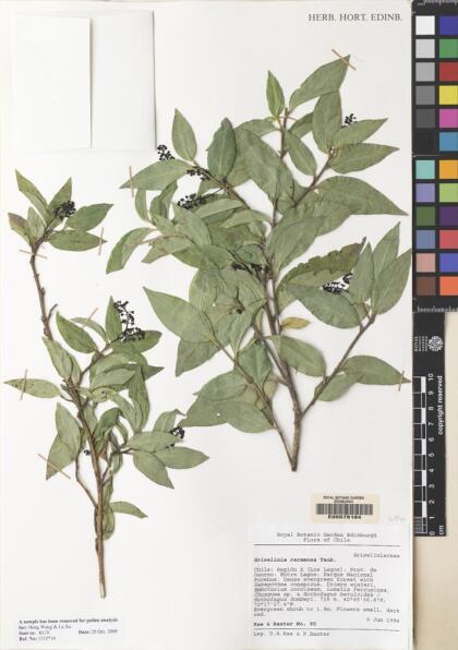 Griselinia racemosa [Espécimen: ]