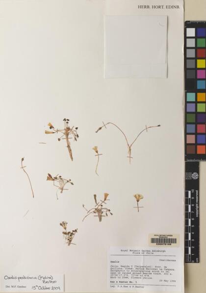 Oxalis perdicaria [Espécimen: ]