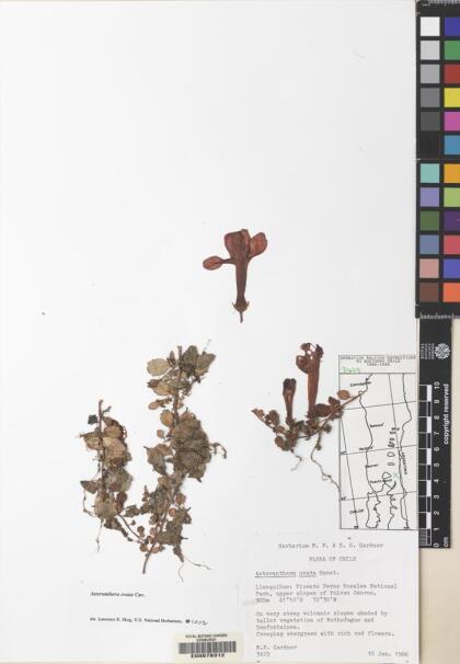 Asteranthera ovata [Espécimen: ]
