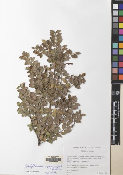 Rhaphithamnus spinosus [Espécimen: ]