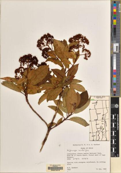 Hydrangea serratifolia [Espécimen: ]