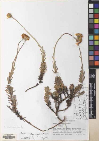 Senecio chionophilus [Espécimen: ]