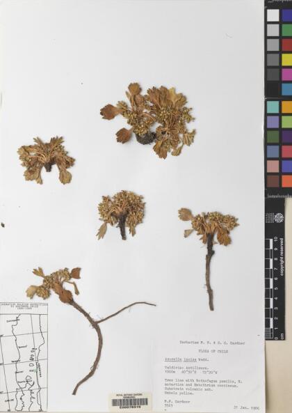 Azorella diversifolia [Espécimen: ]