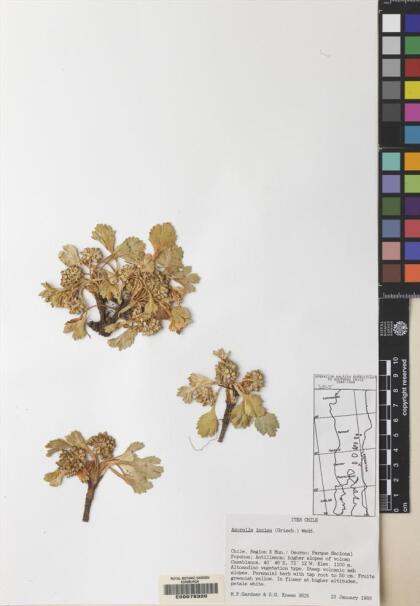 Azorella diversifolia [Espécimen: ]
