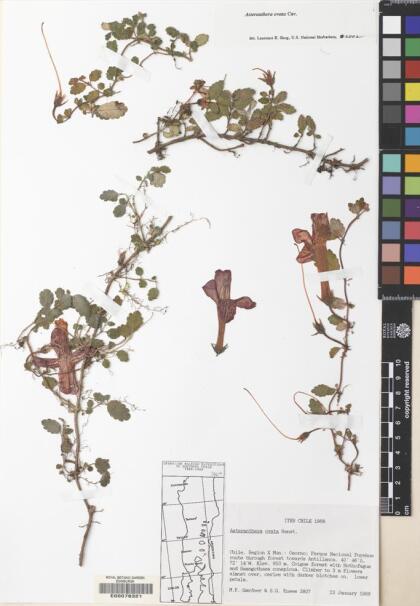 Asteranthera ovata [Espécimen: ]