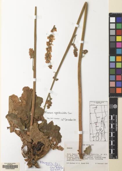 Francoa appendiculata [Espécimen: ]