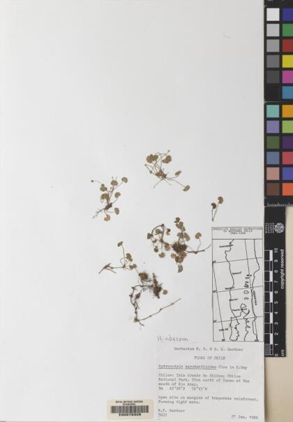 Hydrocotyle indecora [Espécimen: ]