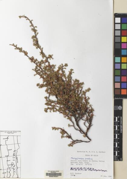 Margyricarpus pinnatus [Espécimen: ]