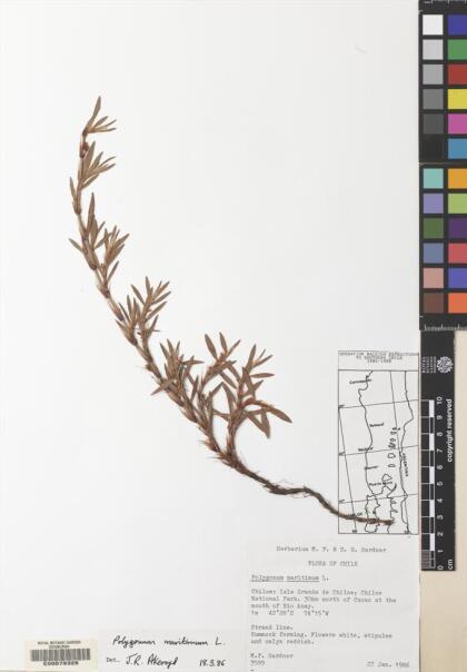 Polygonum maritimum [Espécimen: ]