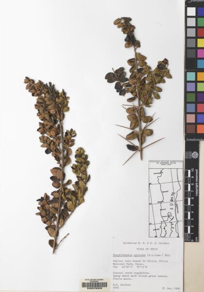 Rhaphithamnus spinosus [Espécimen: ]