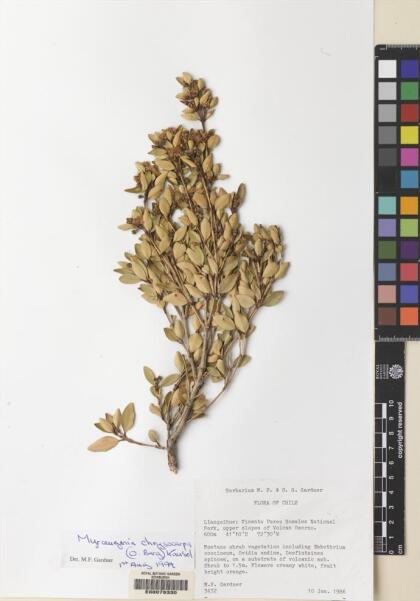 Myrceugenia chrysocarpa [Espécimen: ]